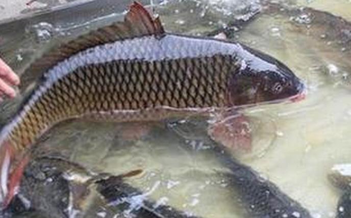 魚(yú)飼料常配添加劑甜菜堿