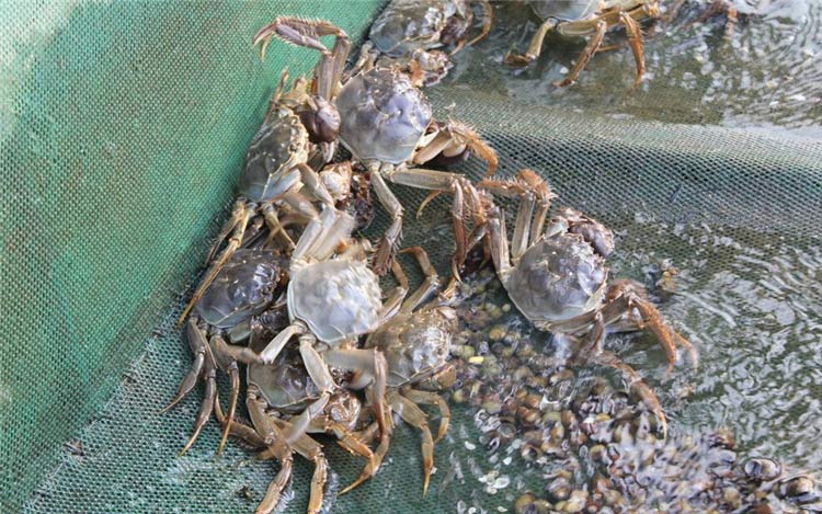 螃蟹用甜菜堿【海爾?！? /></a></dt>
                        <dd>
                            <h3><a href=