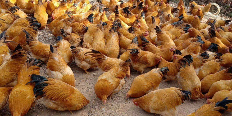 甜菜堿對肉雞的功效【海爾?！? /></a></dt>
                        <dd>
                            <h3><a href=