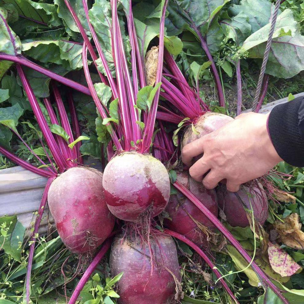 甜菜堿通常能夠起到降壓、抗氧化、殺菌消炎、促進脂肪代謝、促進腸胃蠕動等功效與作用，對身體會有一定的好處。