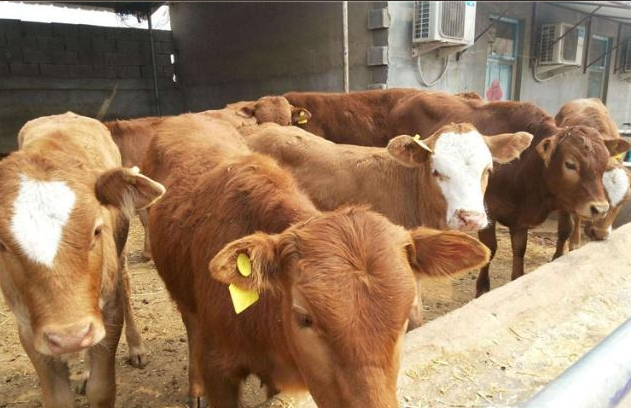 氯化膽堿在飼料中的作用和功效