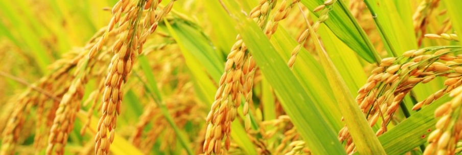 甘氨酸甜菜堿