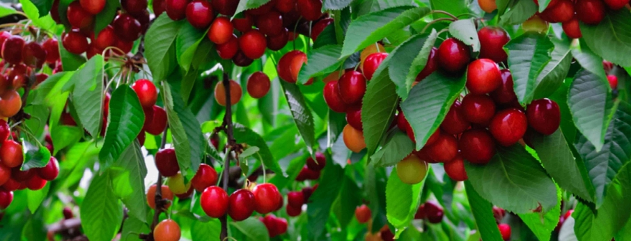 無水甜菜堿在植物上應(yīng)用