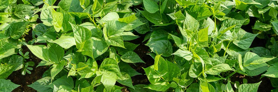 農(nóng)業(yè)甜菜堿的作用