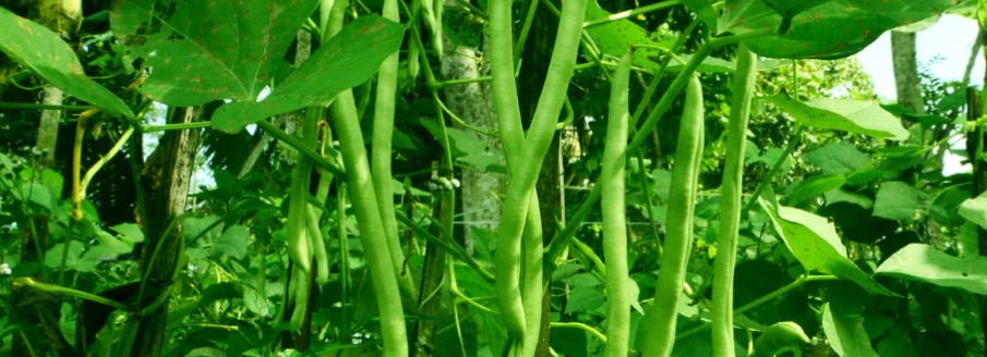 農(nóng)業(yè)甜菜堿的作用