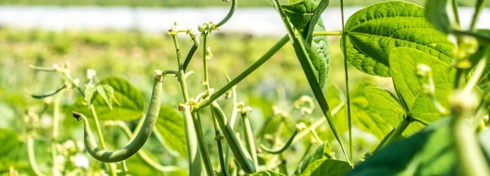 農(nóng)業(yè)甜菜堿的作用