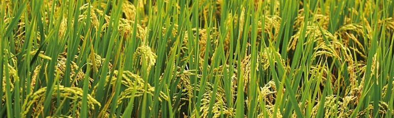 甘氨酸甜菜堿在農(nóng)業(yè)上的作用